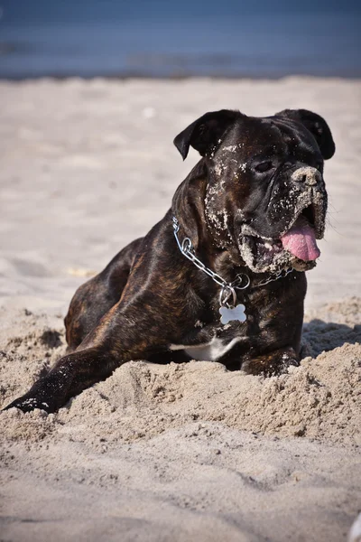 Hond in zand — Stockfoto