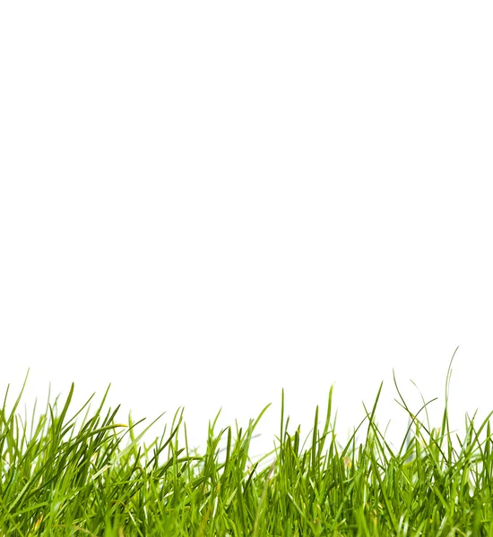 stock image Grass on white background