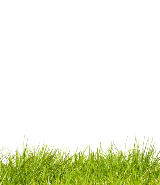 stock image Grass on white background