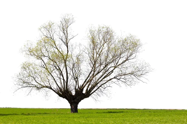 stock image Lonely tree
