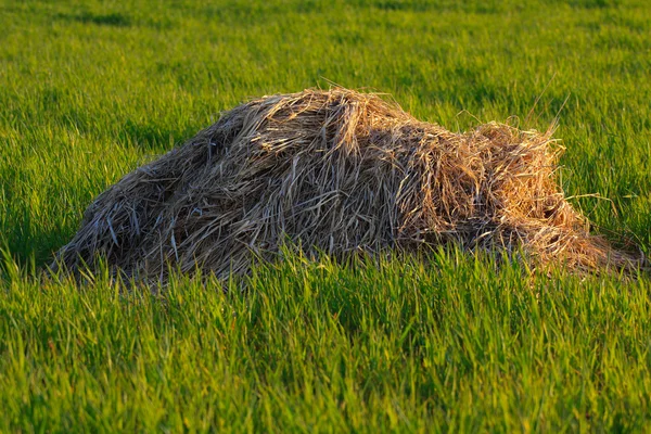 Pile di paglia — Foto Stock