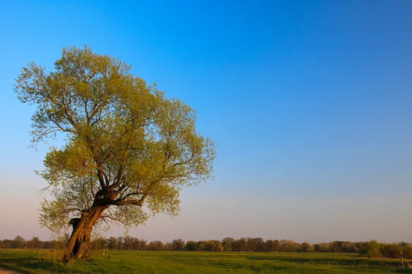 stock image Rural landscape