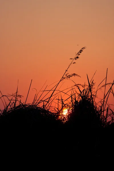 Erba del tramonto — Foto Stock