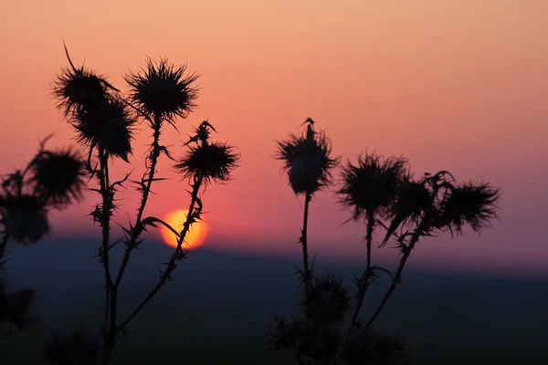 Erba del tramonto — Foto Stock
