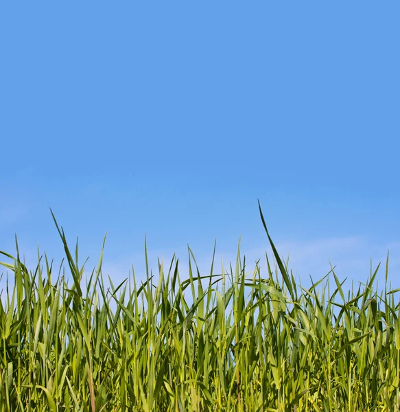 Трава на голубом — стоковое фото