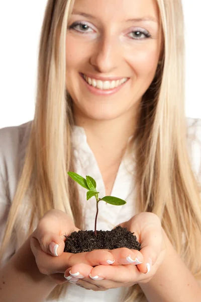 stock image Plant in woman hands