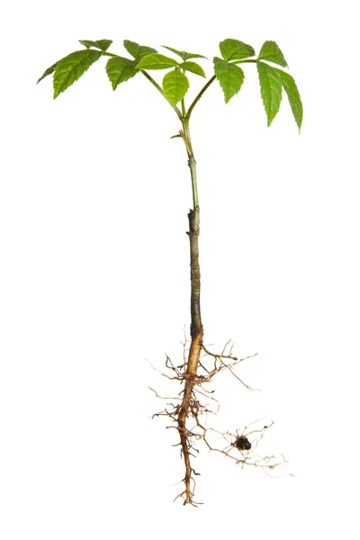 stock image Isolated plant with roots