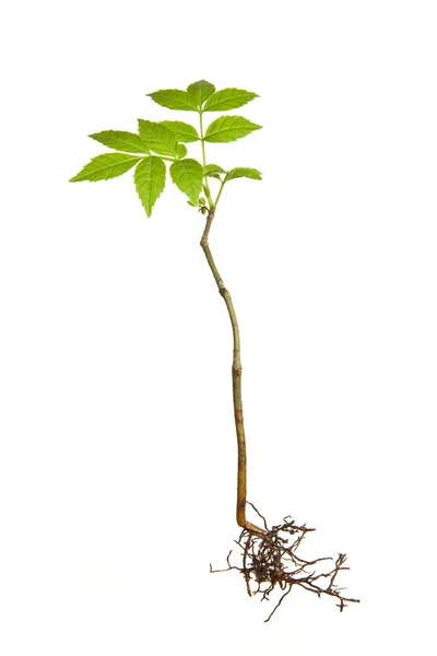 stock image Isolated plant with roots