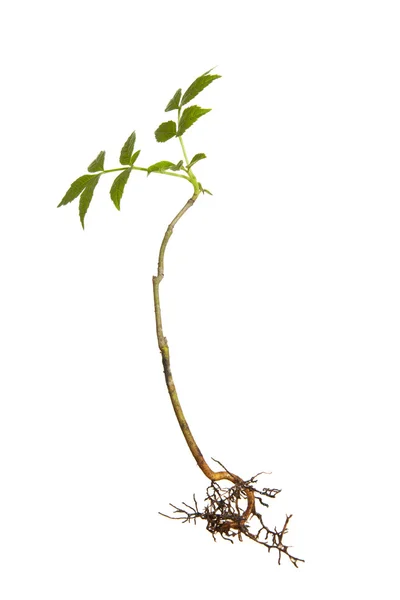 stock image Isolated plant with roots