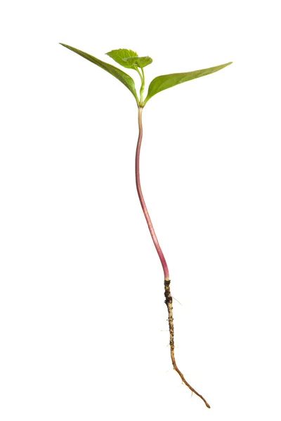 stock image Isolated plant with roots