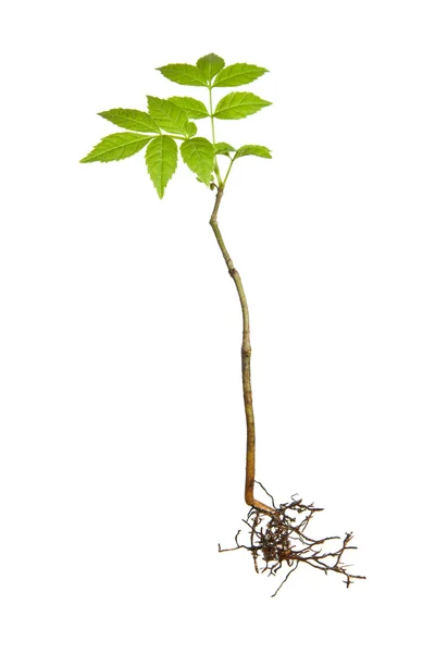 Isolated plant with roots — Stock Photo, Image