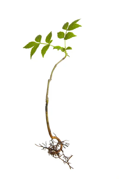 stock image Isolated plant with roots