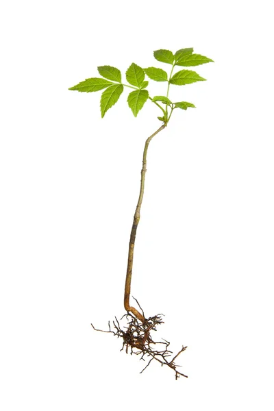 stock image Isolated plant with roots