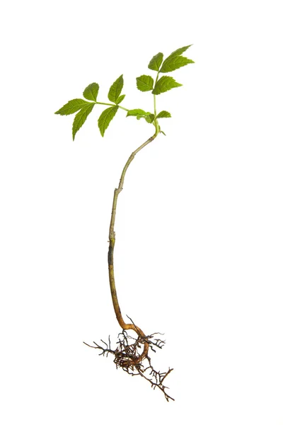 Isolated plant with roots — Stock Photo, Image