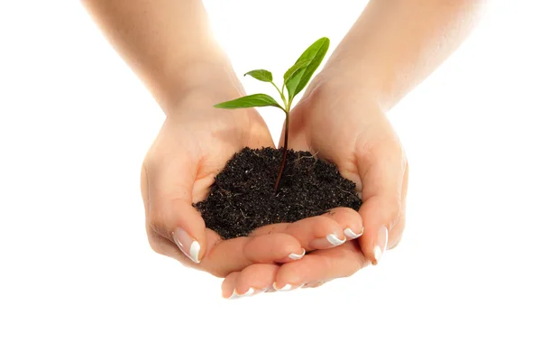 Plant in hands Stock Image