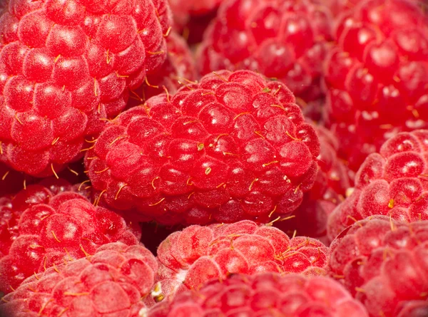 Stock image Fresh raspberries