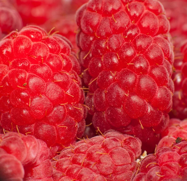 stock image Fresh raspberries