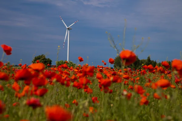Campo de amapola con turbina eólica — Foto de Stock