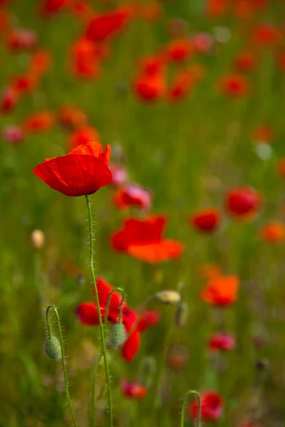 Poppy field meadow — Stock Photo, Image