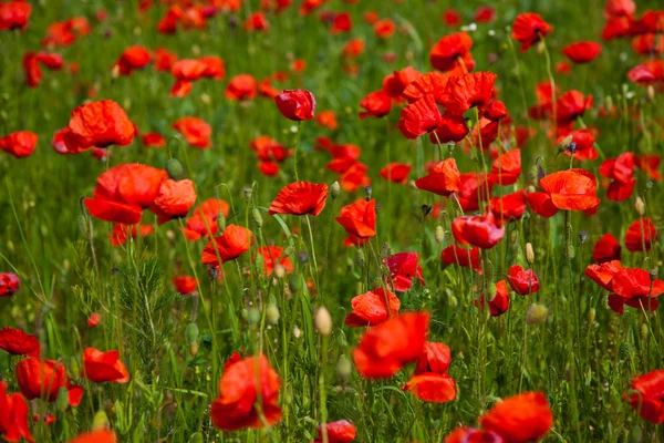 Poppy field meadow — Stock Photo, Image