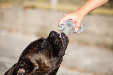 susuz köpek