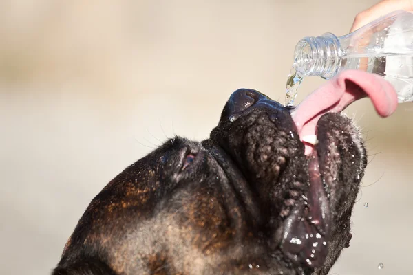 Žíznivý pes — Stock fotografie