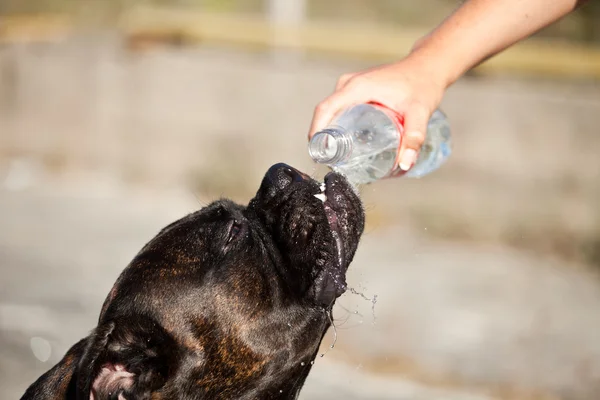 Žíznivý pes — Stock fotografie