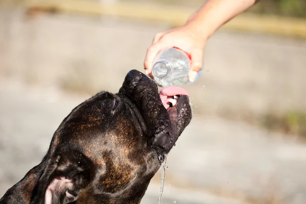 口渴的狗 — 图库照片