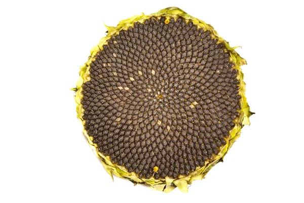 stock image Closeup of sunflower core