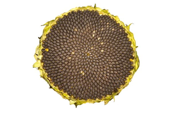 stock image Closeup of sunflower core