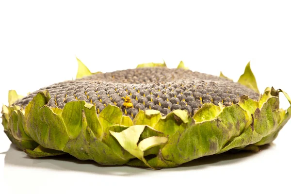 Closeup of sunflower core — Stock Photo, Image