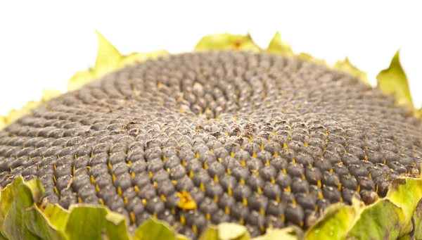 stock image Closeup of sunflower core