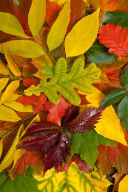 Composition of autumn chestnuts and leaves clipart