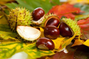 Composition of autumn chestnuts and leaves clipart