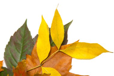 Composition of autumn chestnuts and leaves clipart