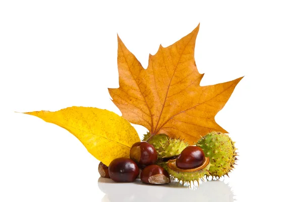 stock image Composition of autumn chestnuts and leaves