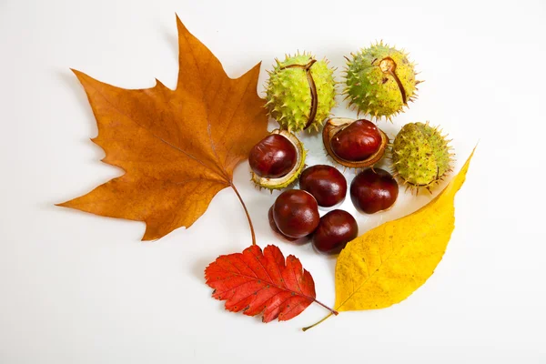 stock image Composition of autumn chestnuts and leaves