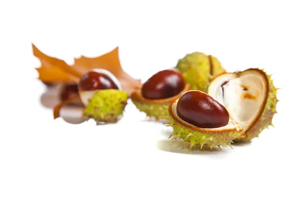 Composition of autumn chestnuts and leaves — Stock Fotó