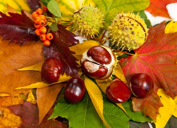 Stock image Composition of autumn chestnuts and leaves