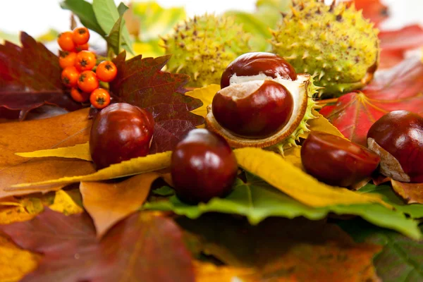 stock image Composition of autumn chestnuts and leaves