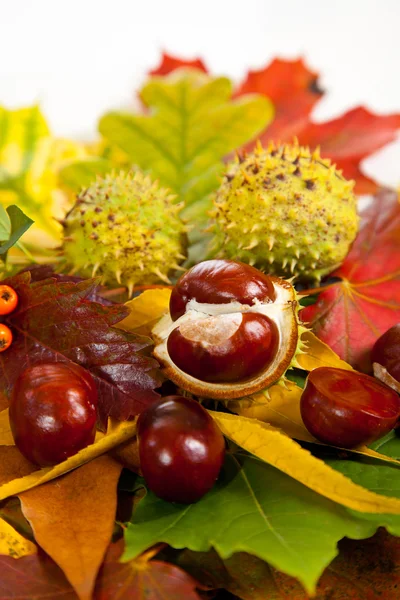 stock image Composition of autumn chestnuts and leaves