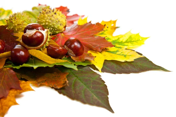 Composição de castanhas de outono e folhas — Fotografia de Stock