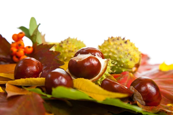 stock image Composition of autumn chestnuts and leaves