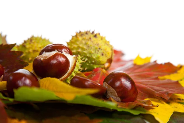 stock image Composition of autumn chestnuts and leaves