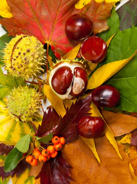 stock image Composition of autumn chestnuts and leaves