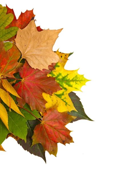 秋天栗子和叶的组成 — 图库照片