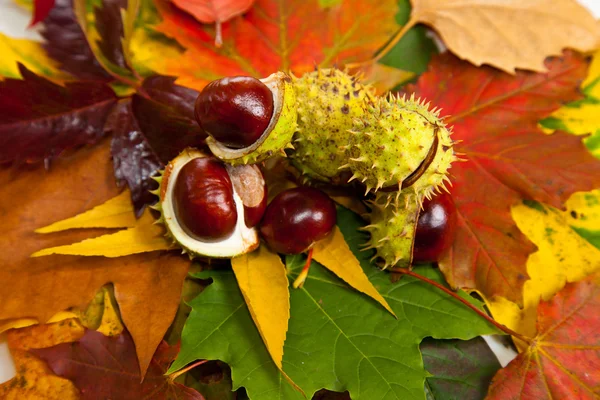 stock image Composition of autumn chestnuts and leaves