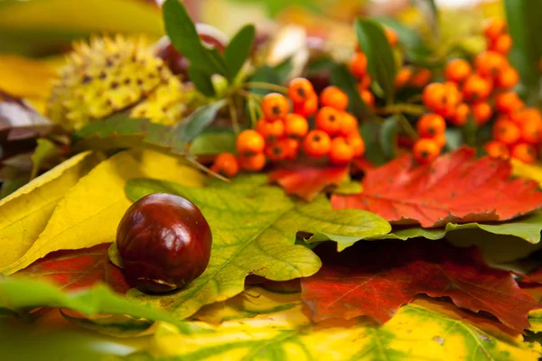 stock image Composition of autumn chestnuts and leaves