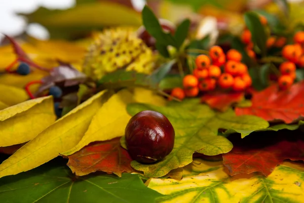 stock image Composition of autumn chestnuts and leaves