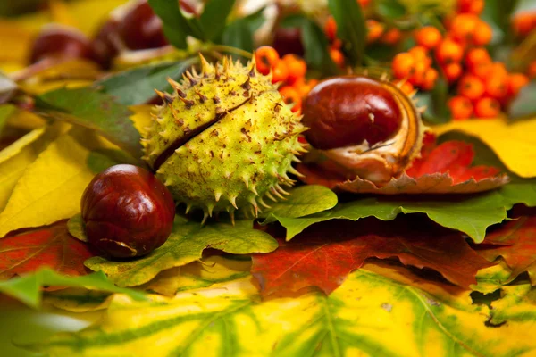 stock image Composition of autumn chestnuts and leaves